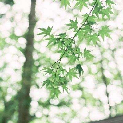 BOB最新版本下载